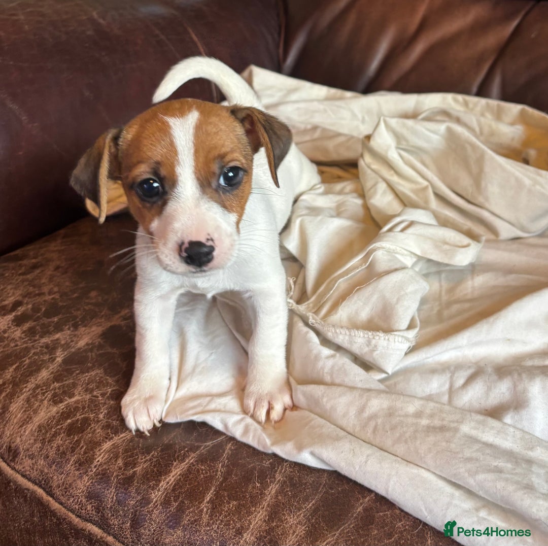 Jack Russell dogs for sale: Jack Russell puppies for sale - Image 6
