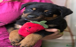 Rottweiler dogs for sale: Rottweiler puppies  - Image 10