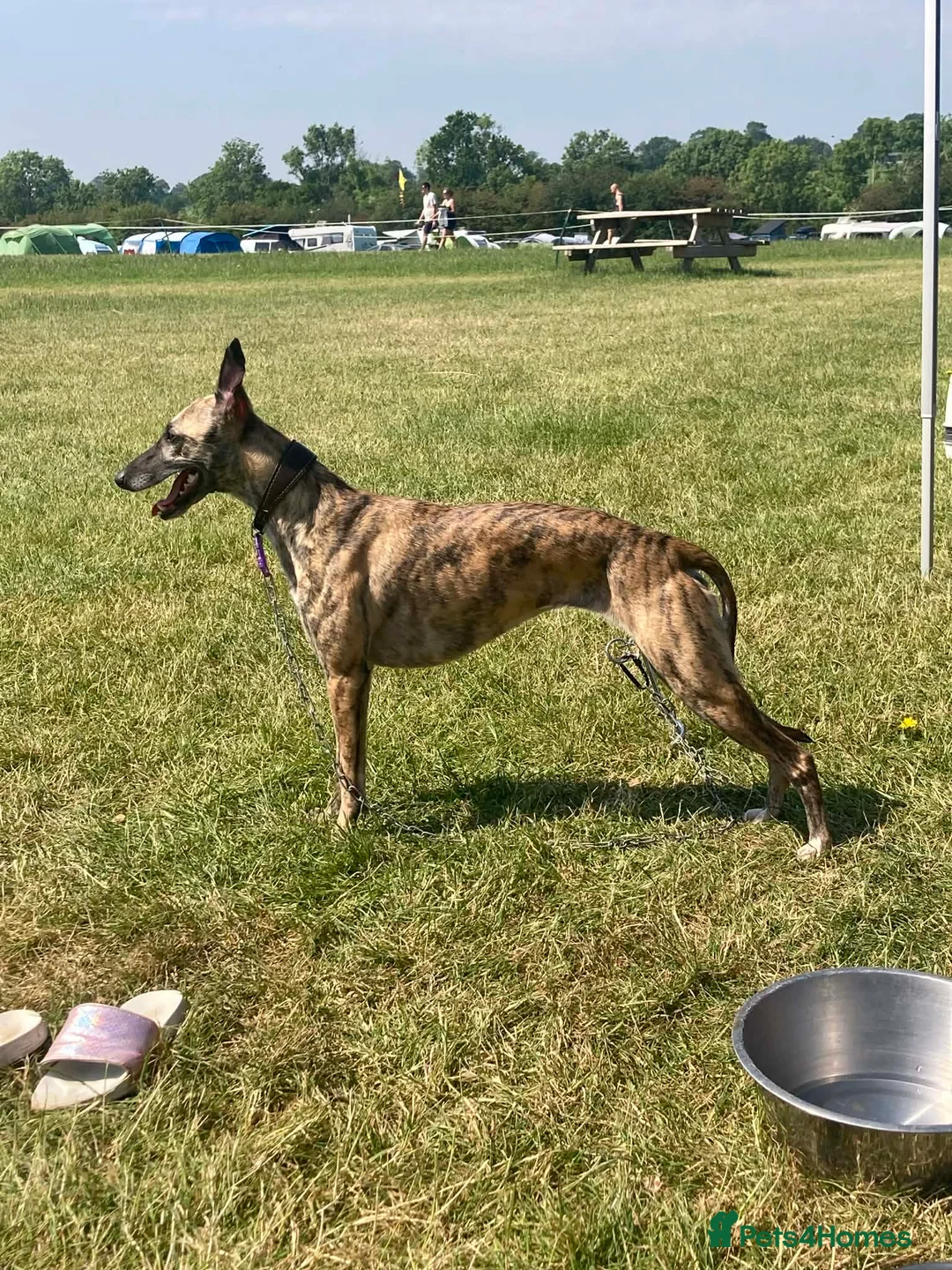 Mixed Breed dogs for sale: First cross bedlington whippet pups available  - Advert 2