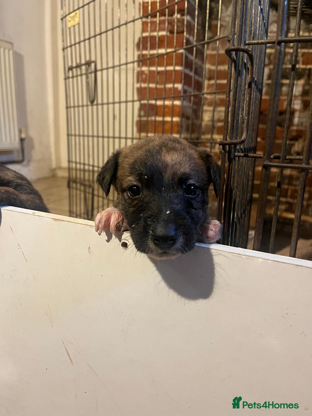 Mixed Breed dogs for sale: Beautiful Whippet X  - Image 9