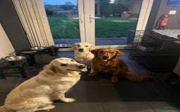 Golden Retriever dogs for sale: Beautiful KC Registered Golden Retrievers - Image 7