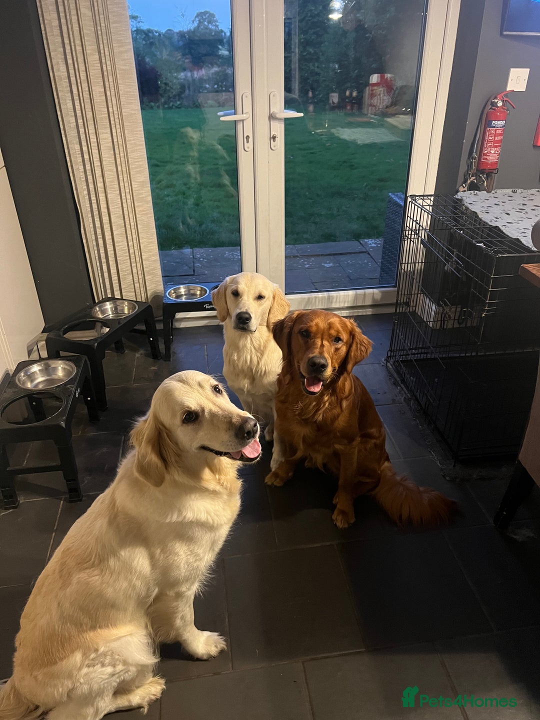 Golden Retriever dogs for sale: Beautiful KC Registered Golden Retrievers - Image 7