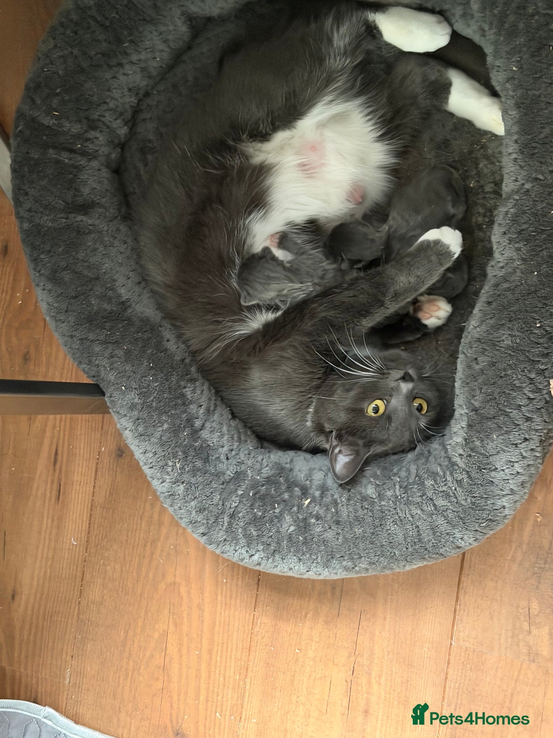 British Shorthair cats for sale: Two beautiful bi colour girls ready for new homes  - Advert 19