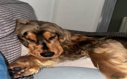 Cocker Spaniel dogs for stud: Simba the stud - Image 3