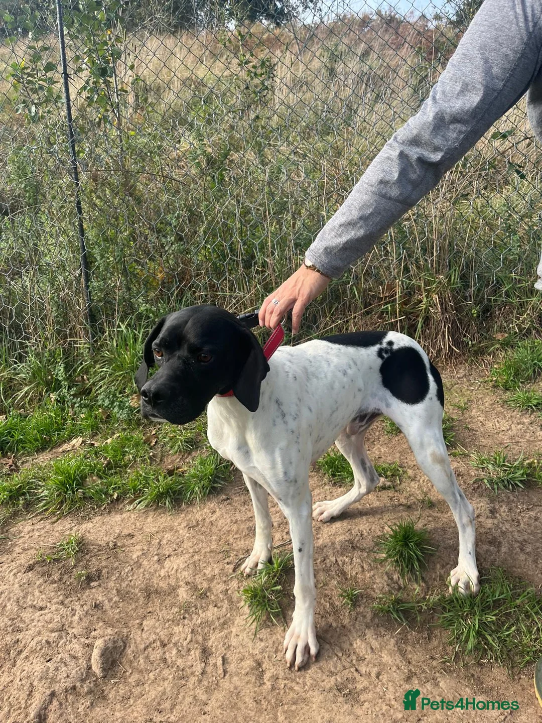 Pointer dogs for adoption: Duke the pocket rocket pointer in Matlock - Advert 10