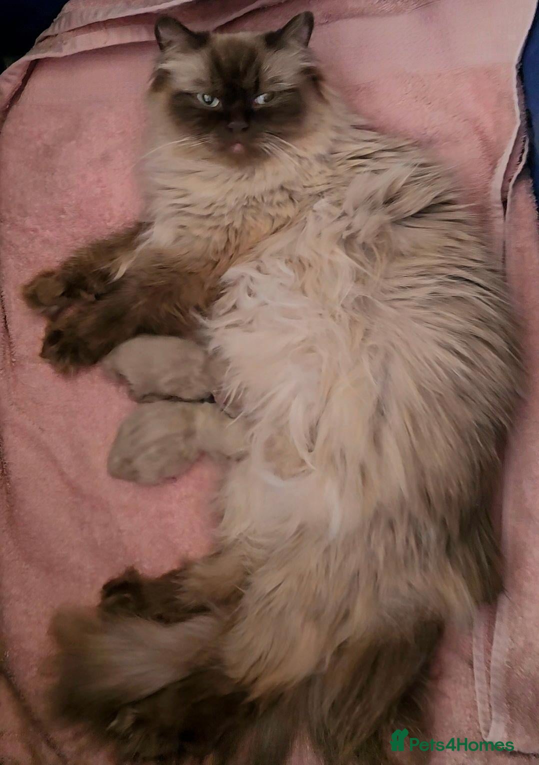 Himalayan cats Beautiful adult Himalayan Persian - Advert 14