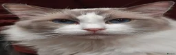 Ragdoll cats for sale: ACTIVE GCCF & TICA Bi-Colour Ragdoll Proven Male - Advert 2