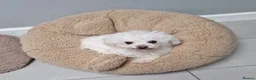 Bichon Frise dogs for sale: Maya - beautiful sweetie  - Advert 3