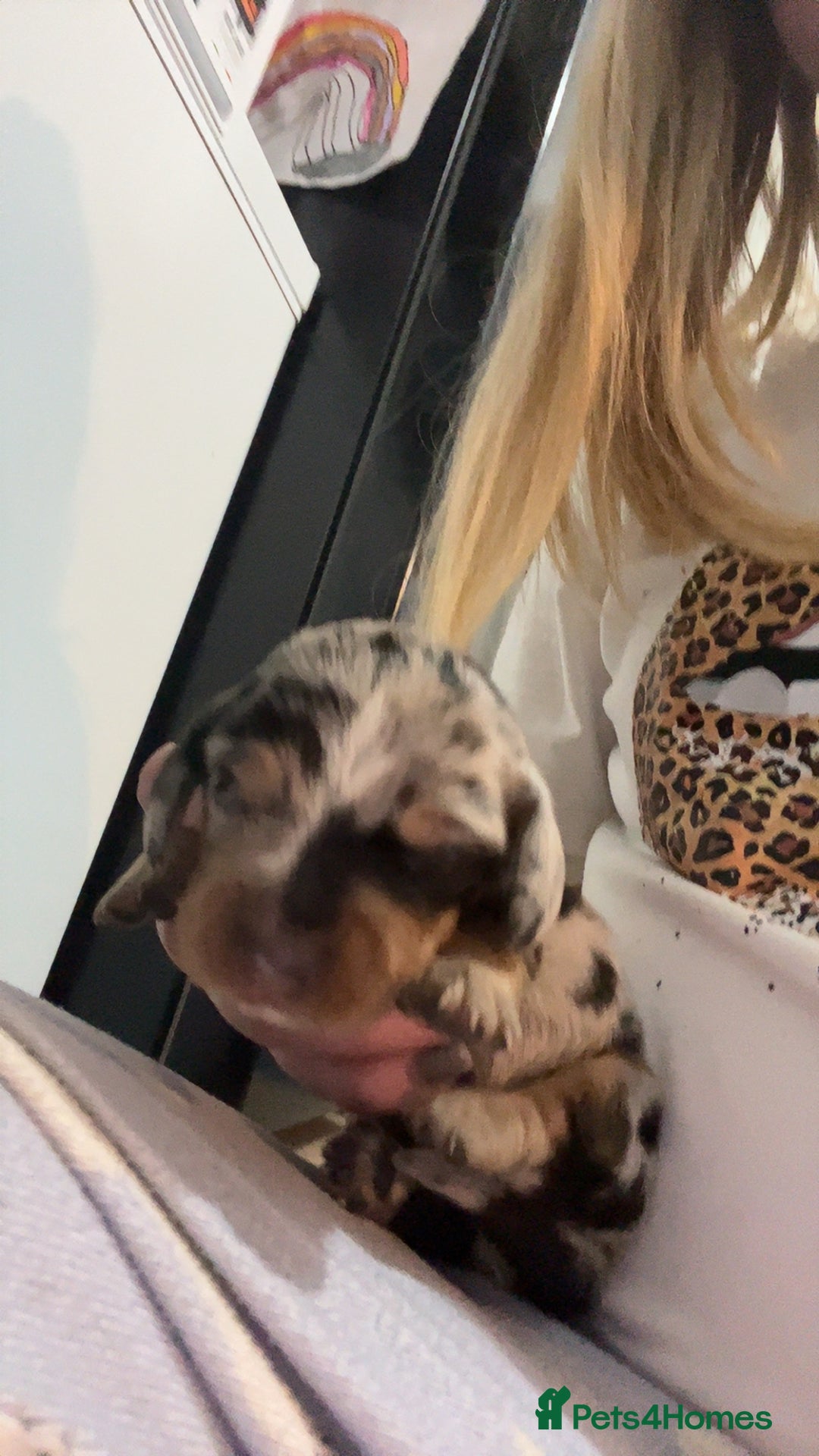 Dachshund dogs for sale: Dachounds - Image 8