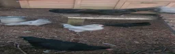 Chickens poultry for sale: Araucana cockerels  in Crewe - Advert 3