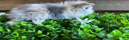 Mini Lion Lop rabbits for sale: Mini lion lops  - Advert 6