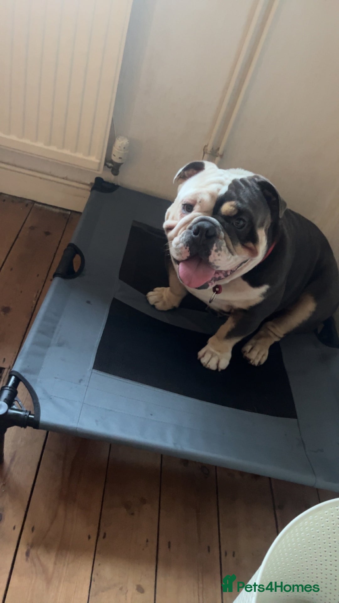 English Bulldog dogs for sale: Looking for new FOREVER home🏡 - Advert 7