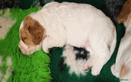 Mixed Breed dogs for sale: Stunning health tested sprollie x cocker  - Image 11