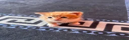 Mixed Breed cats for sale:     4 Adorable Kittens Looking for Forever Homes in Manchester - Advert 6