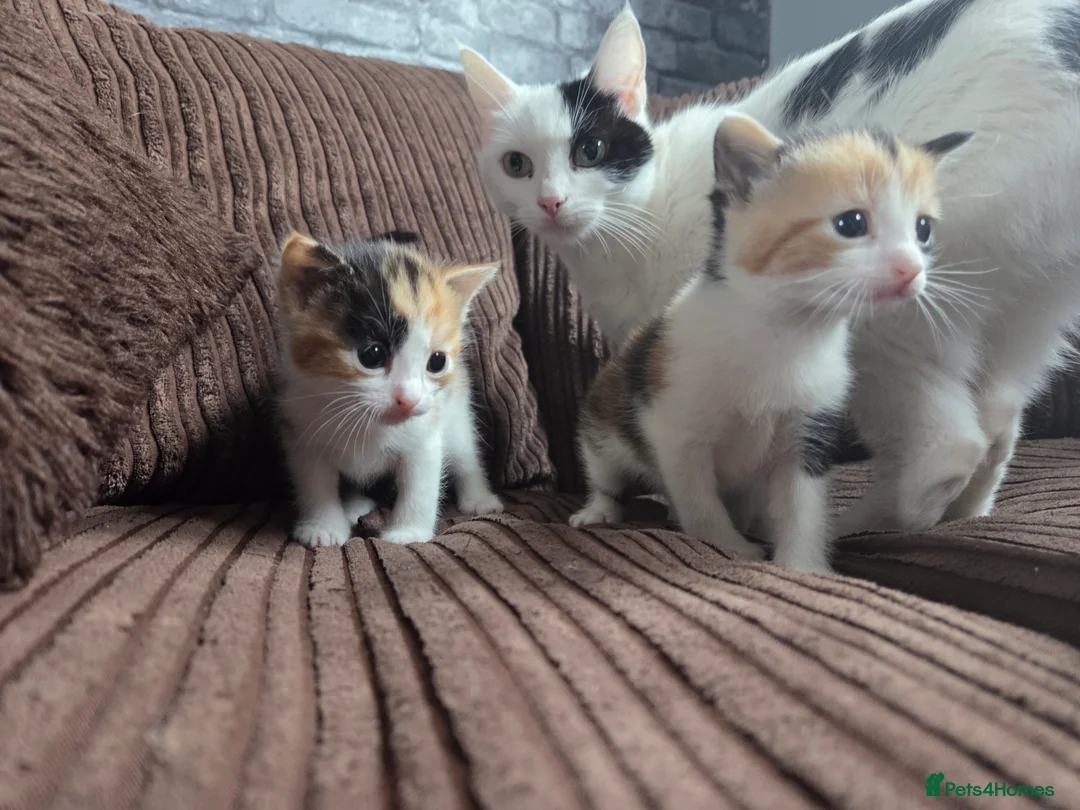 Mixed Breed cats for sale: Female calico kitten in Hitchin - Advert 2