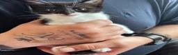 Mixed Breed cats for sale: Tuxedos  in Ringwood - Advert 3