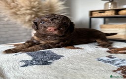 Cockapoo dogs for sale: Not Just Any Cockapoo Puppies – The Special Few - Image 25