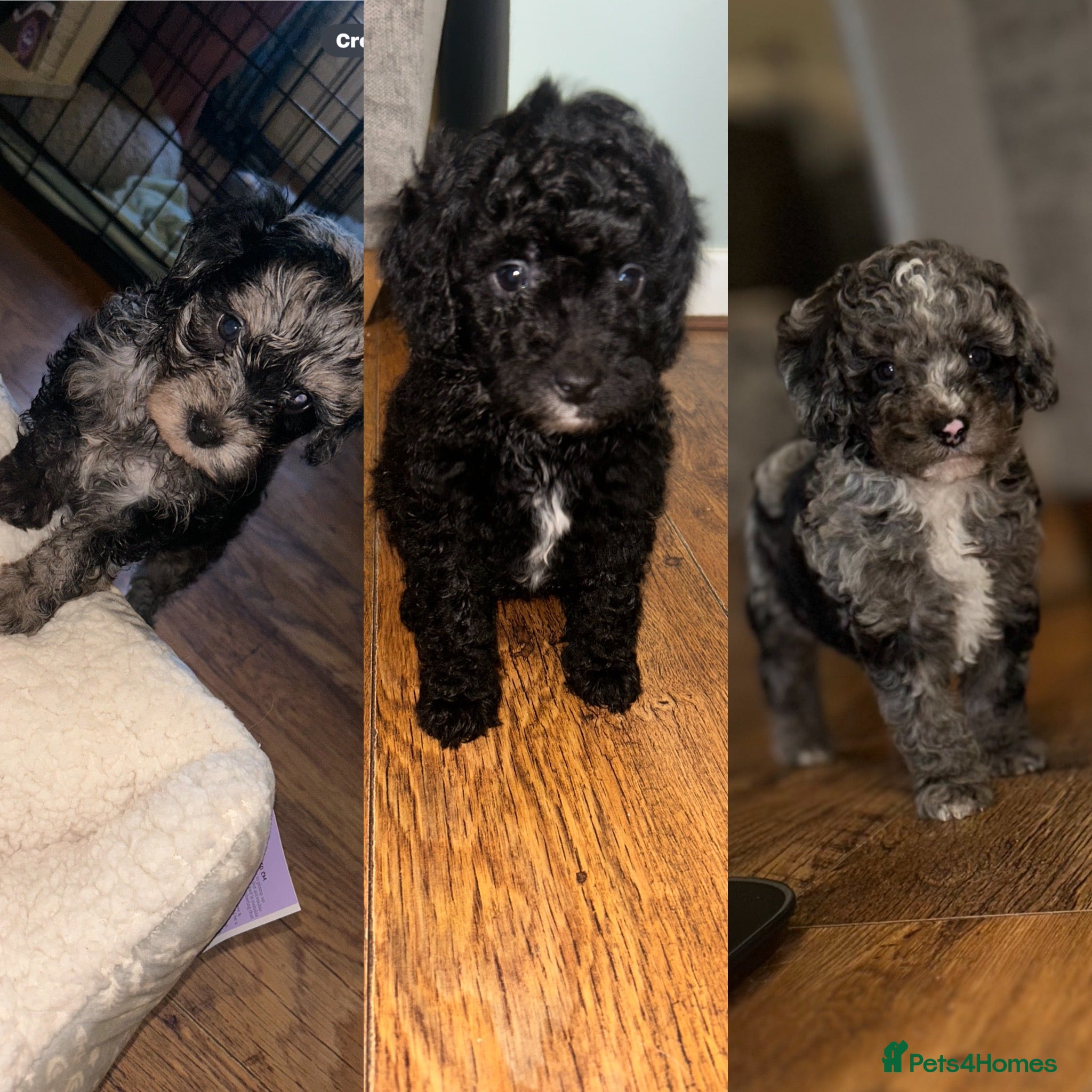 Miniature Poodle dogs Beautiful mini poodles  - Advert 18