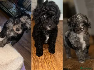 Miniature Poodle dogs Beautiful mini poodles - Advert 18