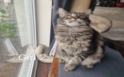 Maine Coon cats for sale: 6 month Mianecoon kitten for sale  - Image 5