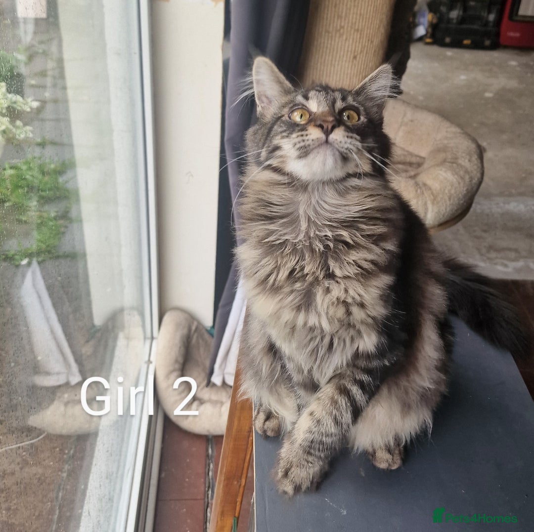 Maine Coon cats for sale: 6 month Mianecoon kitten for sale  - Image 5