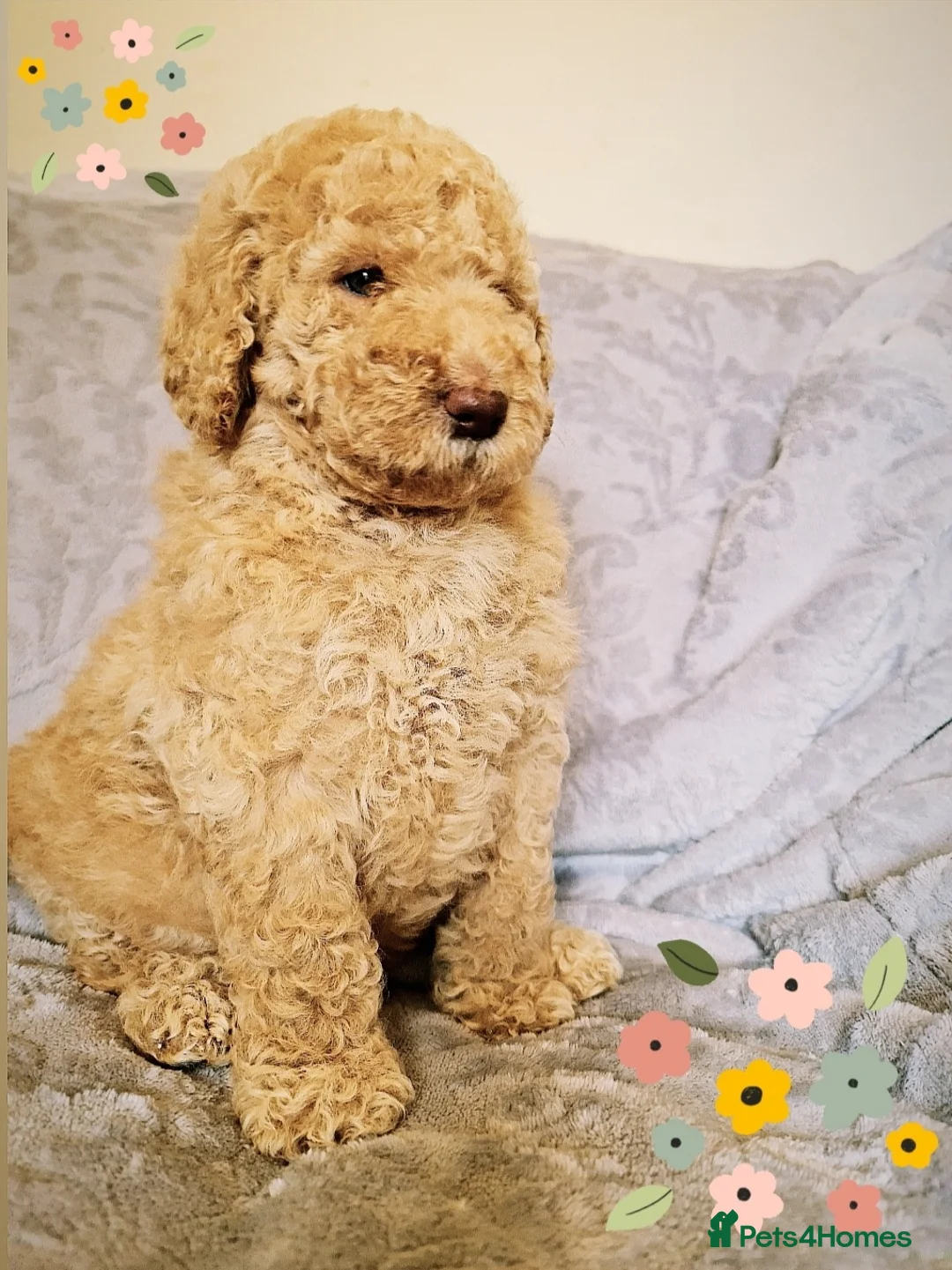 Labradoodle dogs for stud: Hypoallergenic Health Checked Labradoodle PROVEN😍 - Advert 27