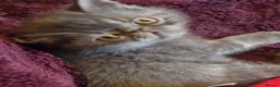 Persian cats for sale: Beautiful Persian exotics  - Advert 7
