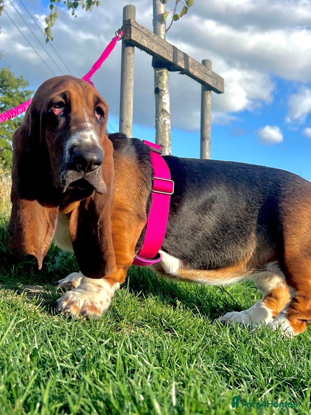 Basset Hound dogs for sale: 5 months old female basset hound - Advert 11