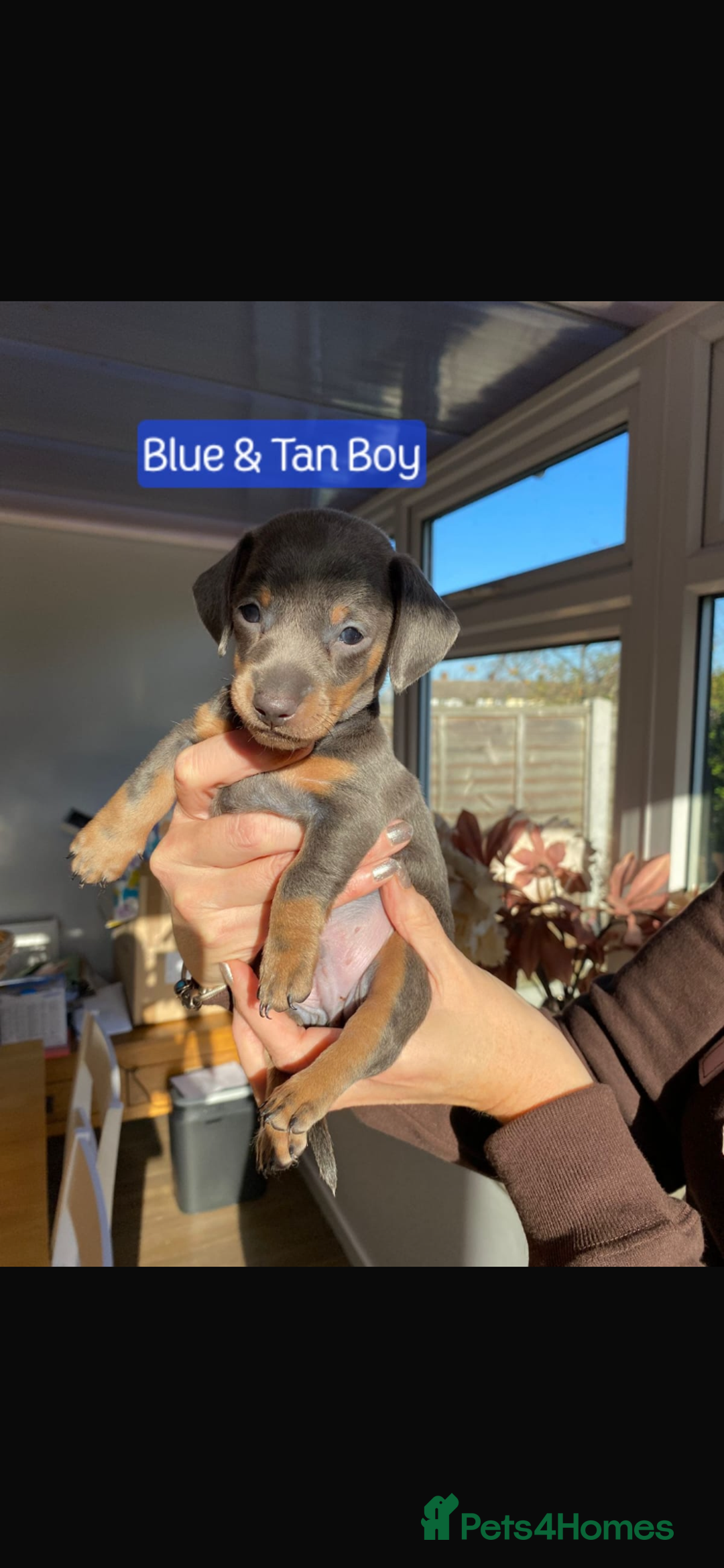 Miniature Dachshund dogs for sale: KC Minature Dacshunds READY NOW! - Advert 4