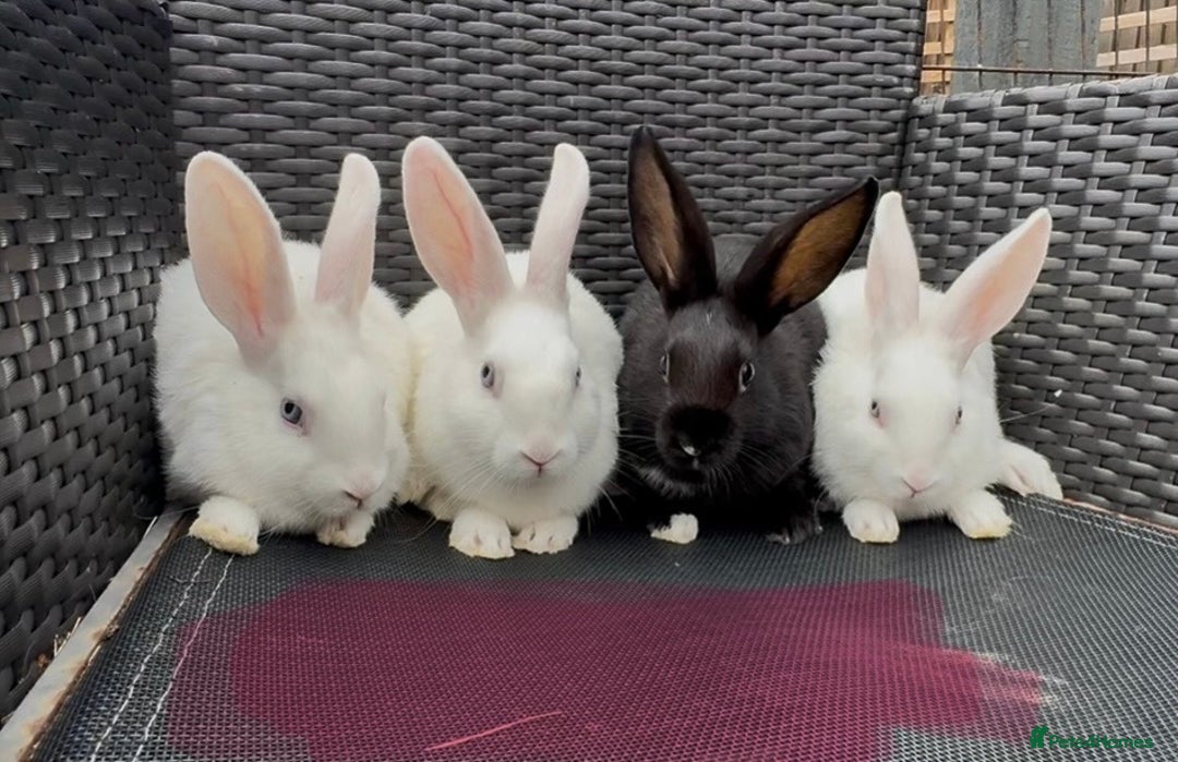 Mixed Breed rabbits for sale: 7 baby bunnies ready for new homes - Image 11