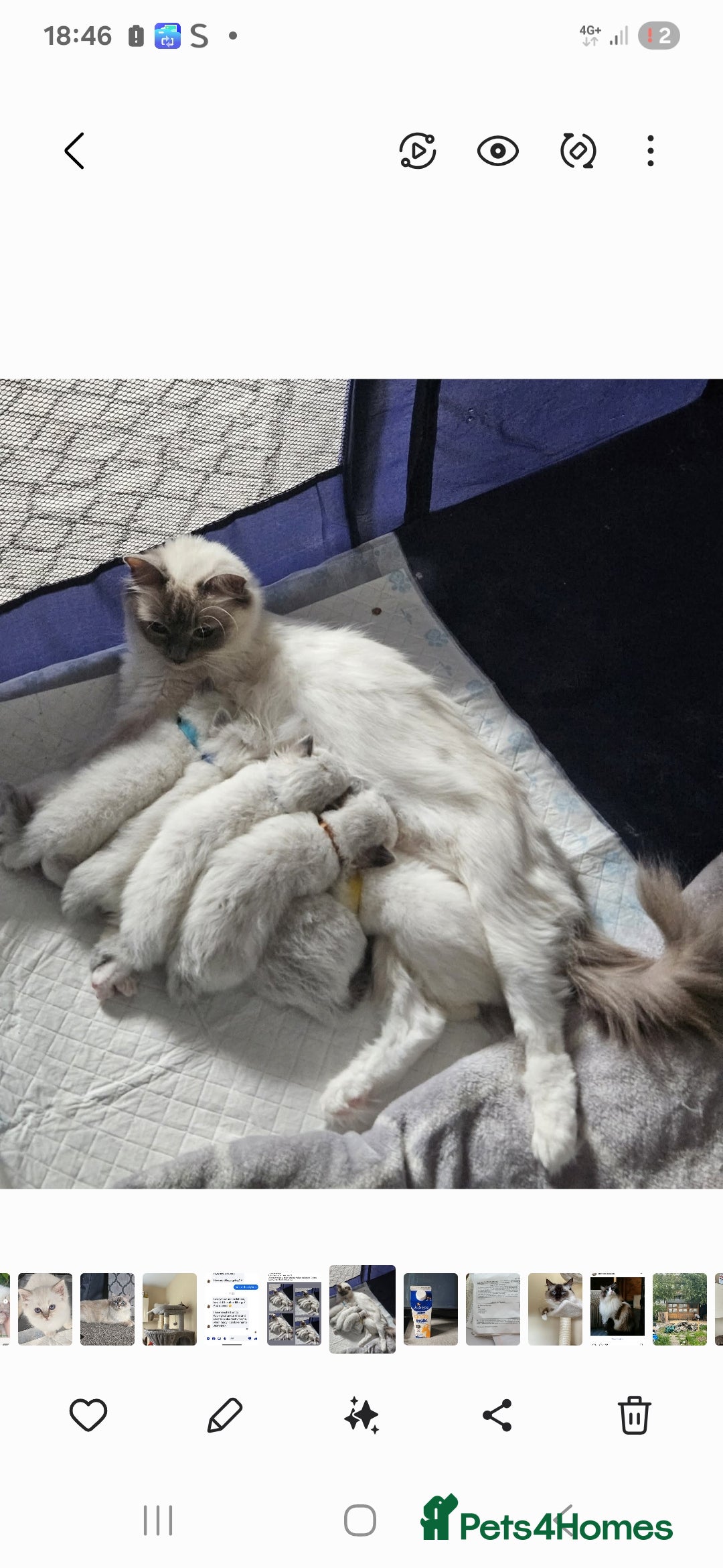Ragdoll cats for sale: Stunning Seal lynx bicolour pedigree ragdoll girl - Image 10