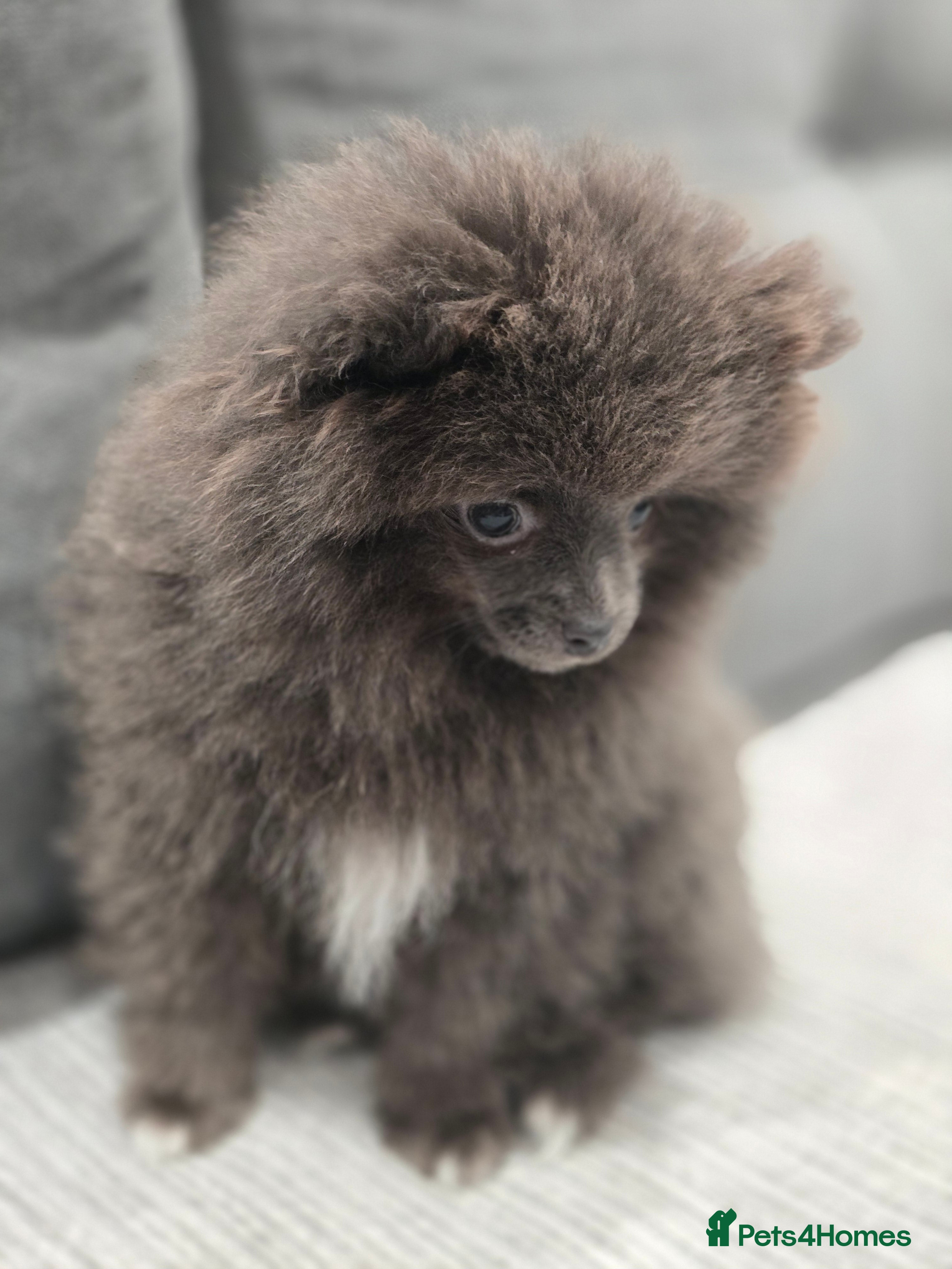 Pomeranian dogs Mini Pomeranian puppy - Advert 6