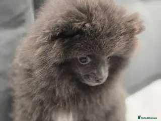 Pomeranian dogs Mini Pomeranian puppy - Advert 6