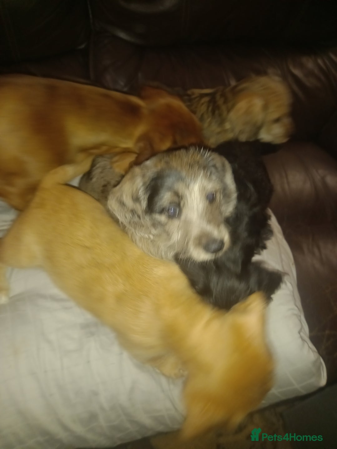 Doxiepoo dogs for sale: Doxipoo  - Advert 10