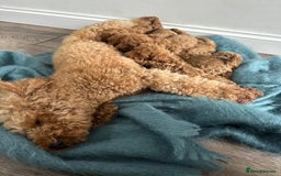 Miniature Poodle dogs for sale: 🐾 Beautiful KC 🦊 Red Miniature Poodle Puppies 🐾 - Image 9