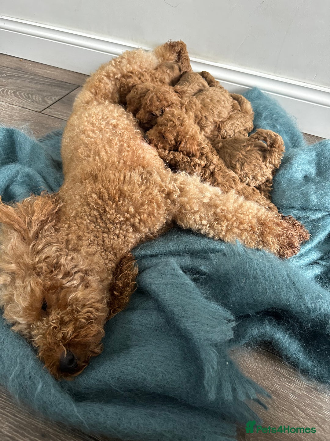 Miniature Poodle dogs for sale: 🐾 Beautiful KC 🦊 Red Miniature Poodle Puppies 🐾 - Image 9