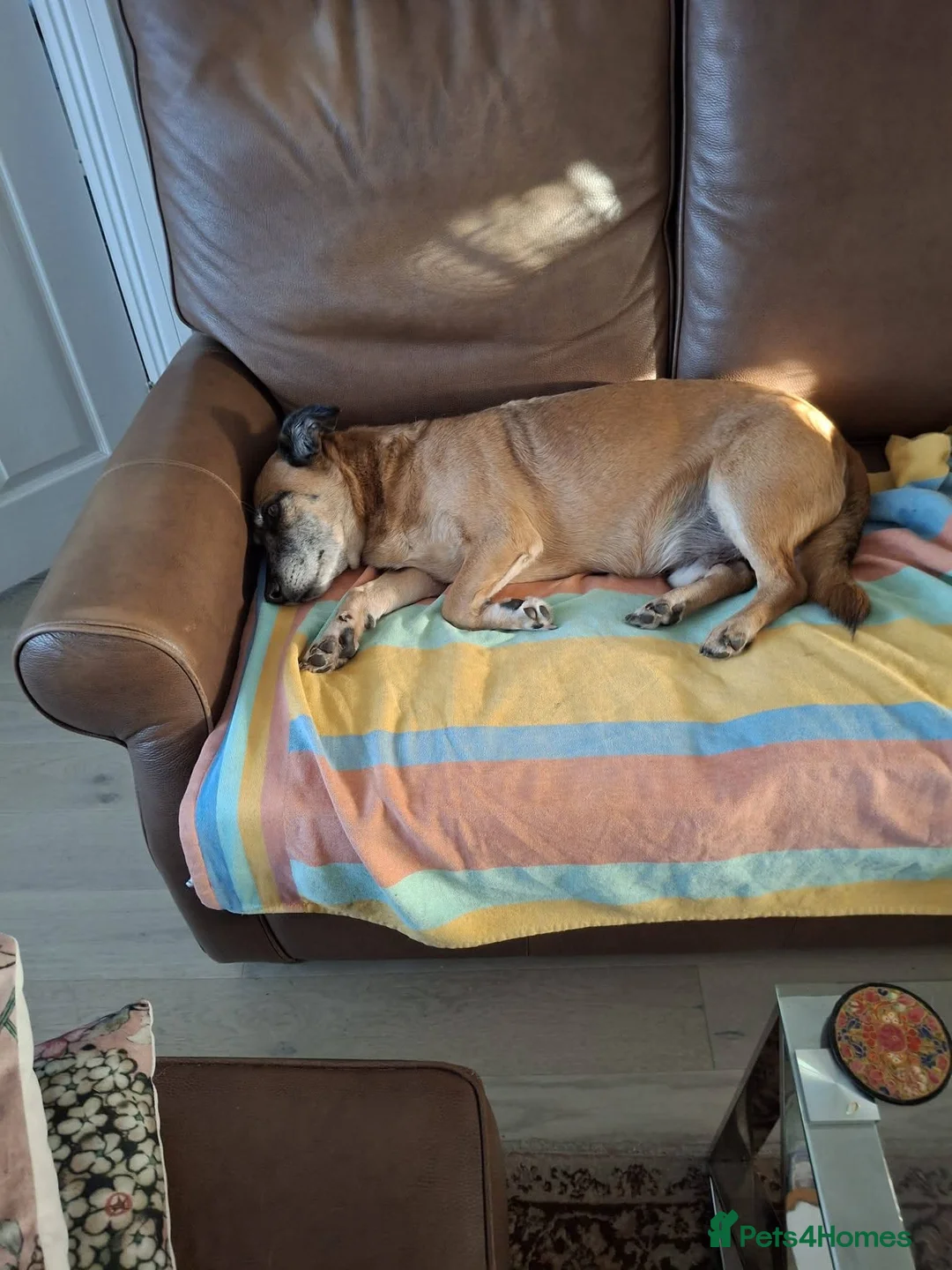 Mixed Breed dogs for adoption: Meet Archie, currently residing in East Sussex - Advert 9