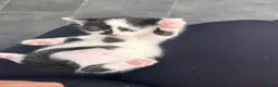 Mixed Breed cats for sale:  Beautiful Playful Kittens Ready for reservations  - Advert 9