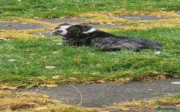 Alapaha Blue Blood Bulldog dogs for sale: 2 year old Bulldog called Ziva - Image 2