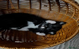 Scottish Fold cats for sale: 3 Beautiful Scottish Fold/straight kittens  - Image 8
