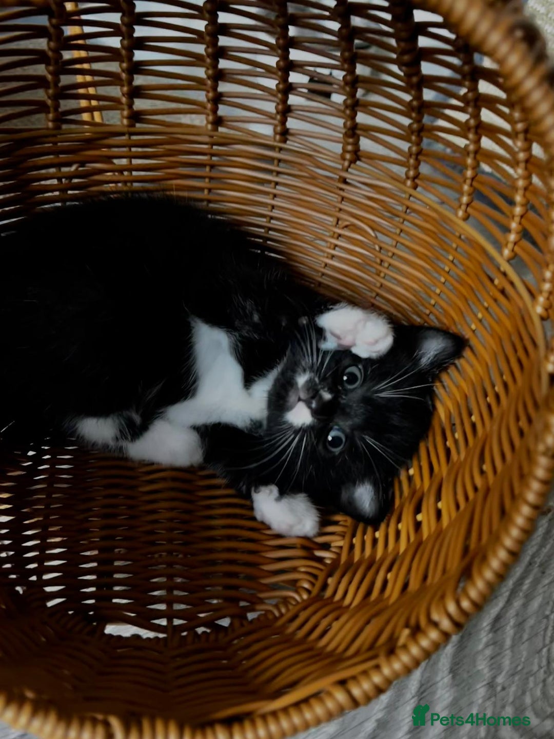 Scottish Fold cats for sale: 3 Beautiful Scottish Fold/straight kittens  - Image 8