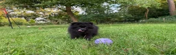 Pomeranian dogs for sale: Beautiful black Pomeranian 6 months old female - Advert 9