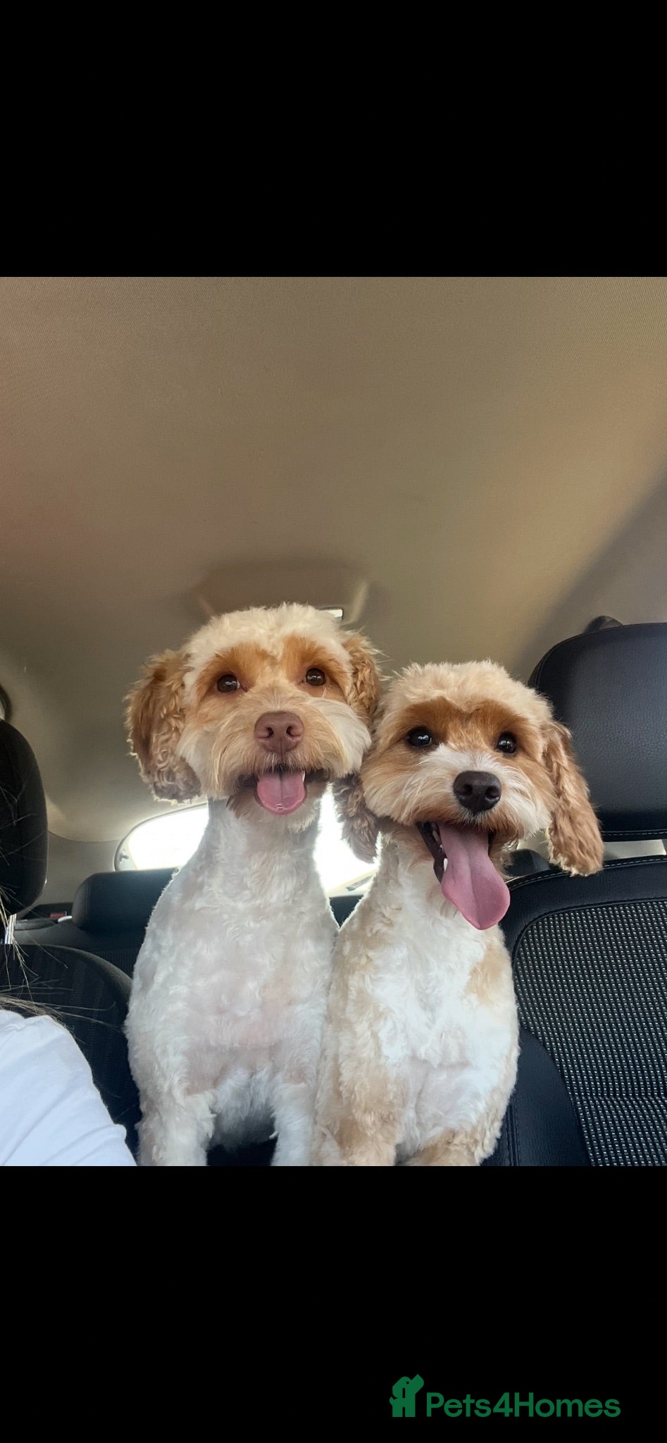 Cockapoo dogs Pickle and poncho - Advert 3