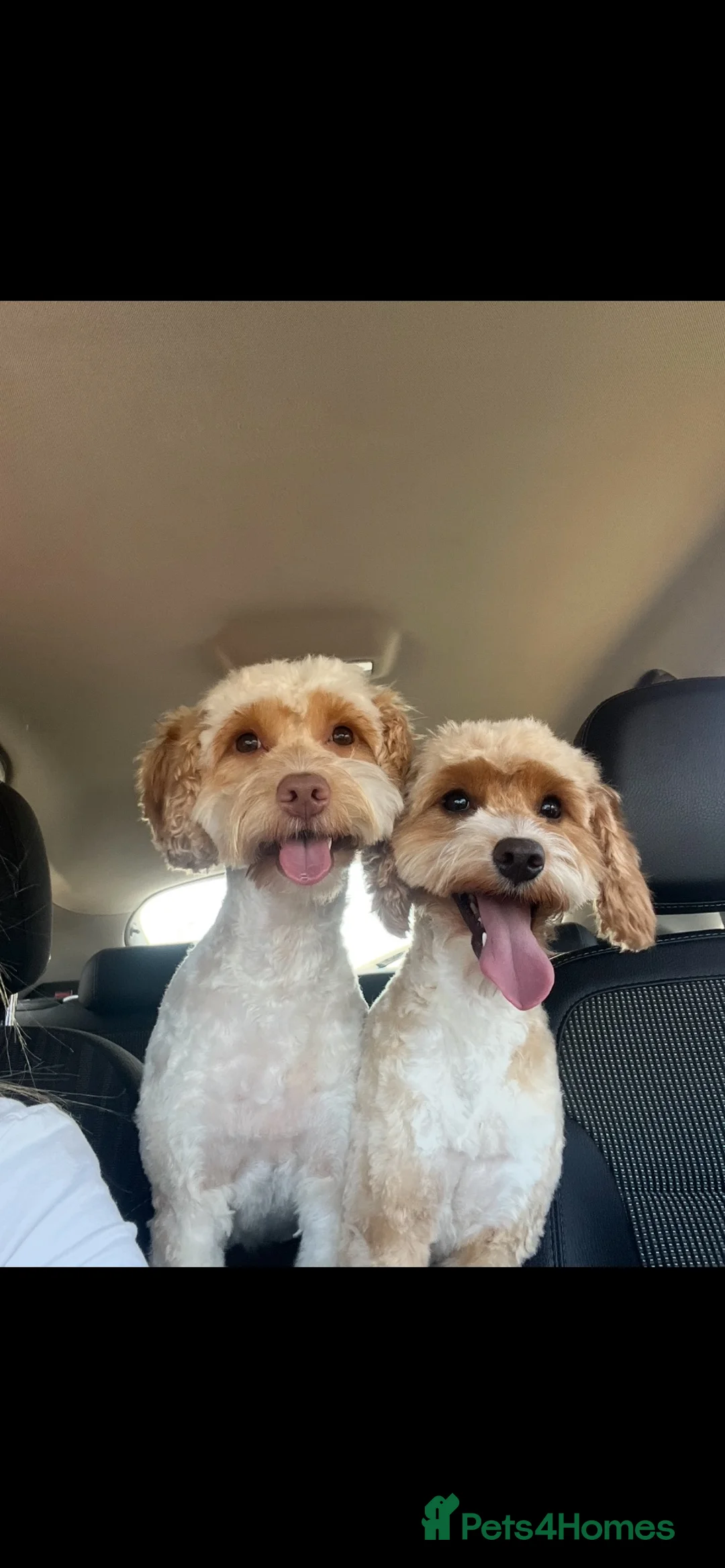 Cockapoo dogs for sale: Pickle and poncho - Advert 1