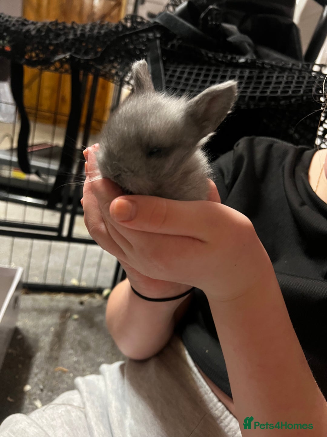 Lionhead rabbits for sale: Bouncing baby bunnies  - Advert 5