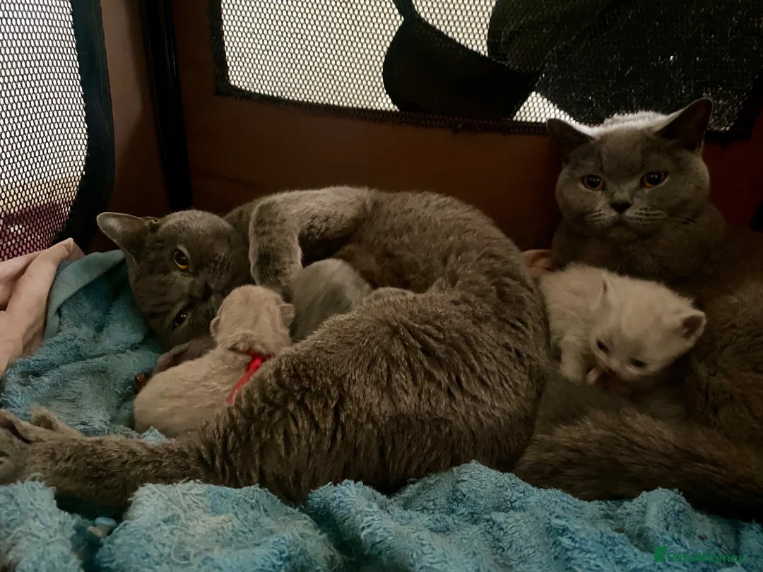 British Shorthair cats for sale: 2 Pedigree British blue Queens - Advert 4