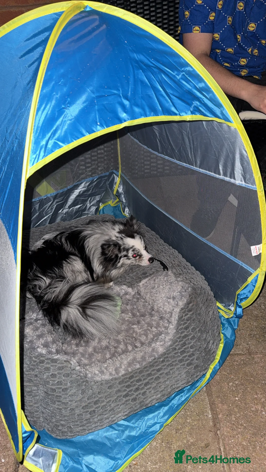 Pomchi dogs for sale: Pomchi for Sale - Advert 4