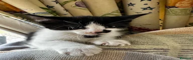 Mixed Breed 1
