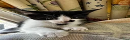 Mixed Breed cats for sale: Bengal Tiger Lily crept out for kittens - Advert 17