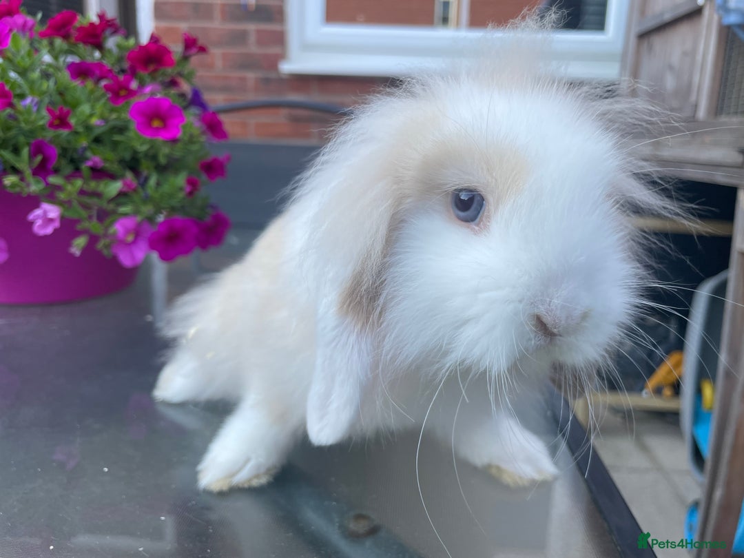 Mini Lion Lop rabbits for sale: Two gorgeous rabbits ready for forever homes.  - Image 7